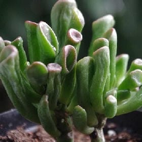 情定今生的头像