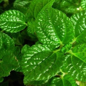 些许喜欢的头像