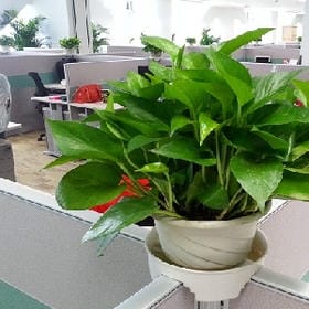 宇文庭轩的头像