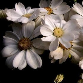 醉折桃花的头像