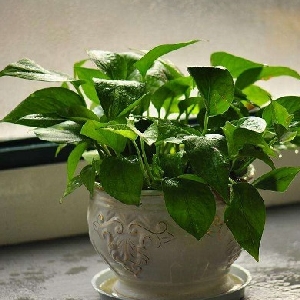 角枕题诗的头像