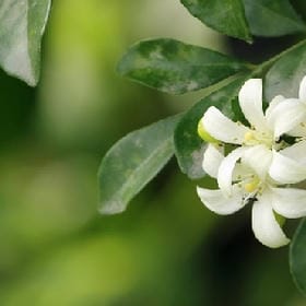 罂粟似毒的头像