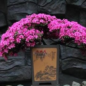 user009972的头像