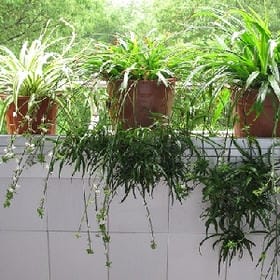 北岛顾城的头像