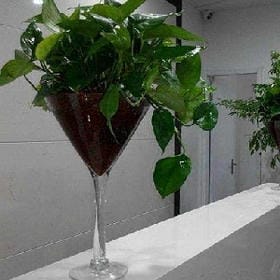 微笑女王的头像