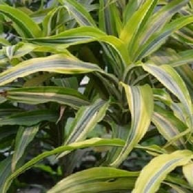 也不必去想太多的头像