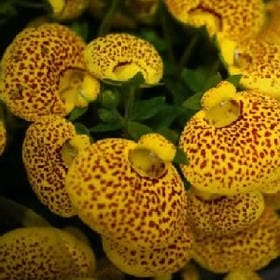 夜曦如梦的头像