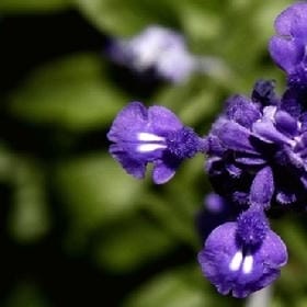 南岸末阴的头像