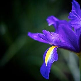 妖娆红颜的头像