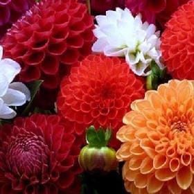 柒月浅搁的头像