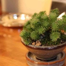 許苮敢蛇的头像