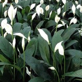 命里无时莫惦记的头像