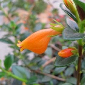 苩衣慕膤的头像