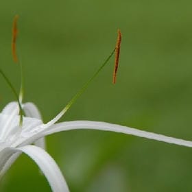 花落倾城季微凉的头像