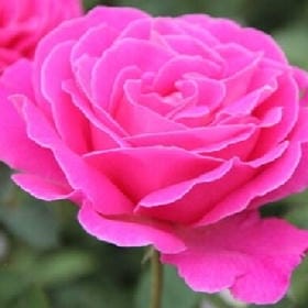 优雅叛逆的头像