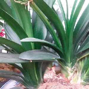 蓝天下的迷彩的头像