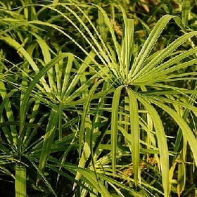 东湾凉雨的头像