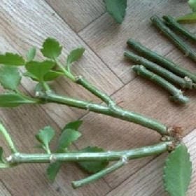 白雨矮碧荷的头像