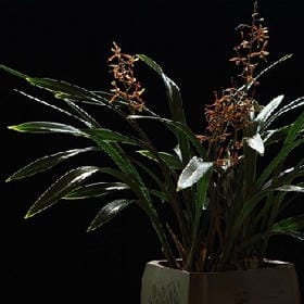 小透明的流光溢彩的头像