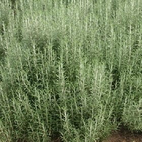 凉心姑娘百毒不侵的头像