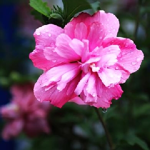 小姐你好胸哦的头像