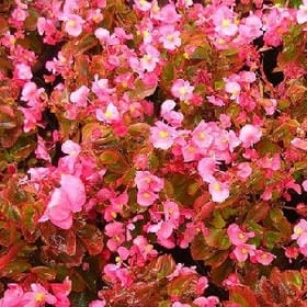 打野小公主哦的头像