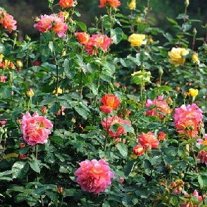 姐╮早已心有所属的头像