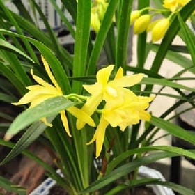 德卡先生的头像