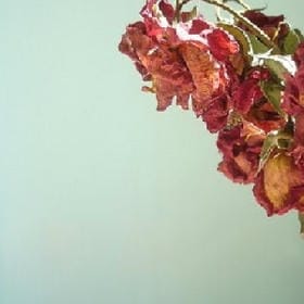 机智的小学生的头像