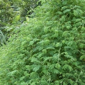 吃可爱长大的的头像