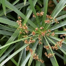 客去茶凉的头像