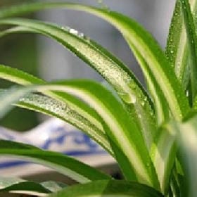 孤城残梦的头像