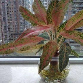 浅笑醉红楼的头像