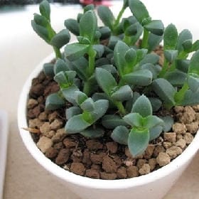 男人悲痛不流泪的头像