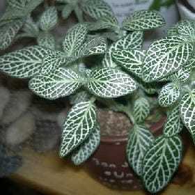 抬着大炮轰校园的头像