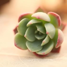 梦归所梦的头像